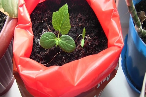 sprouting cucumbers