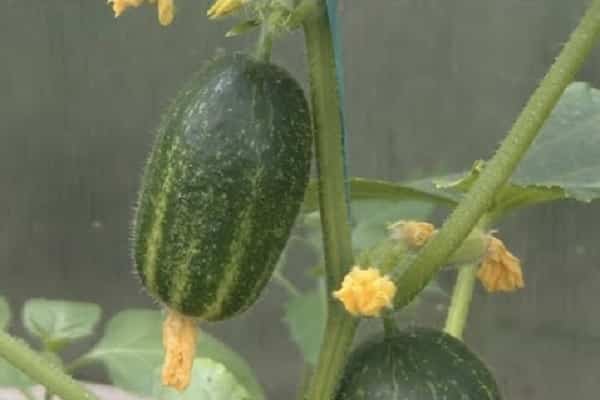 small cucumbers