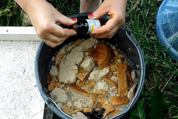 preparation of feeding