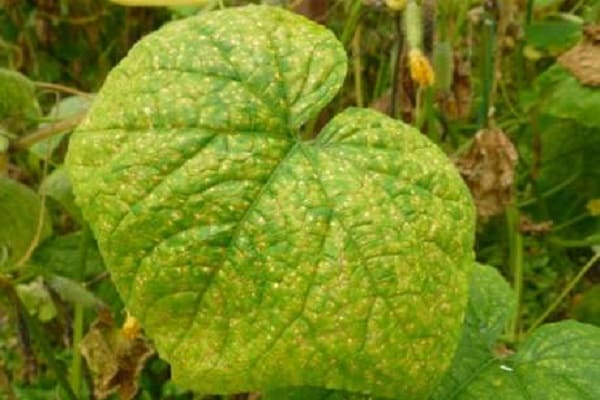 turn yellow in the greenhouse