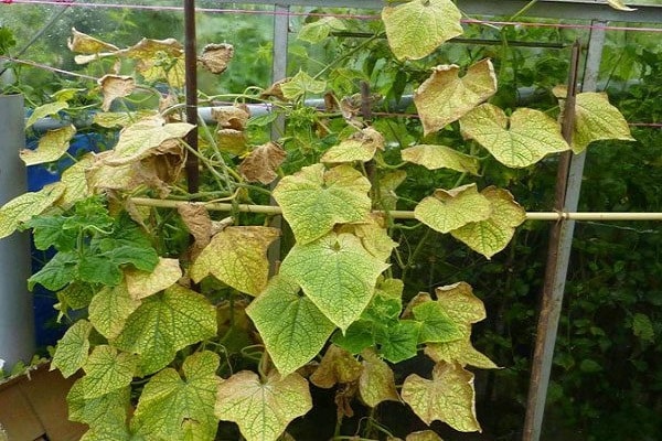 cucumbers in the greenhouse