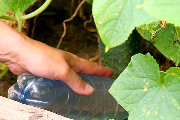 foliar processing