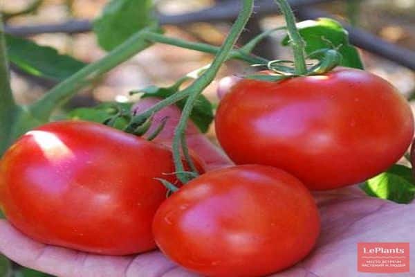 tomato in hand