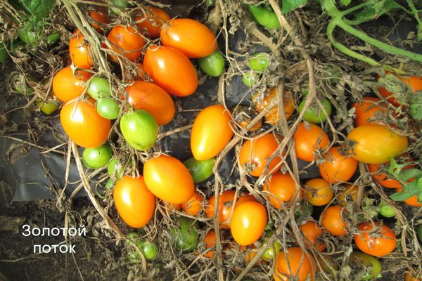 tomate amarillo