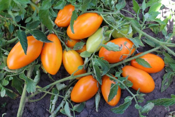 récolte de tomates