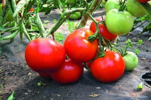 Description de la variété de tomate Star of the East et ses caractéristiques