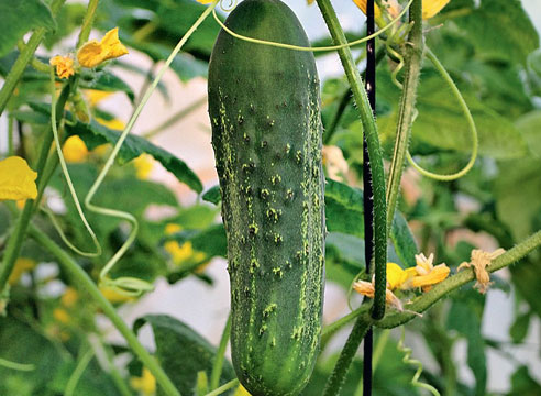 Cucumber Emelya in the open field