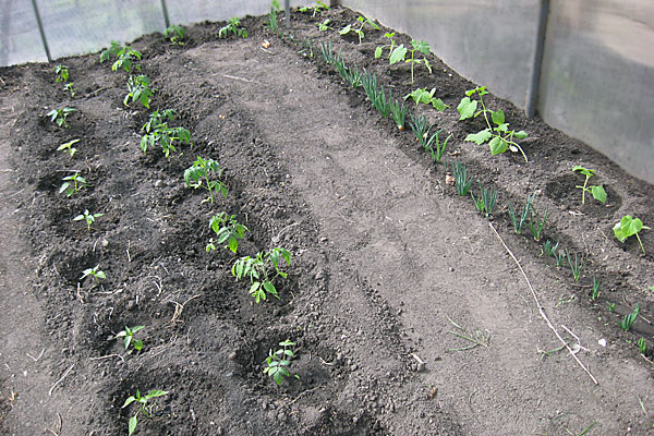 planter des tomates