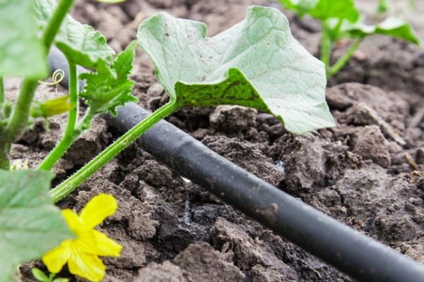 cucumber in the garden