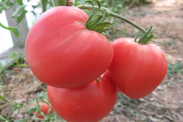 les buissons de tomates Brother 2 f1