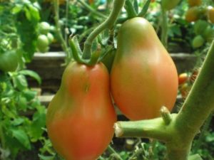 Description of the Crimean rose tomato variety, cultivation features and yield