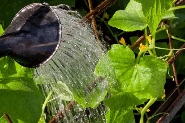 watering cucumbers