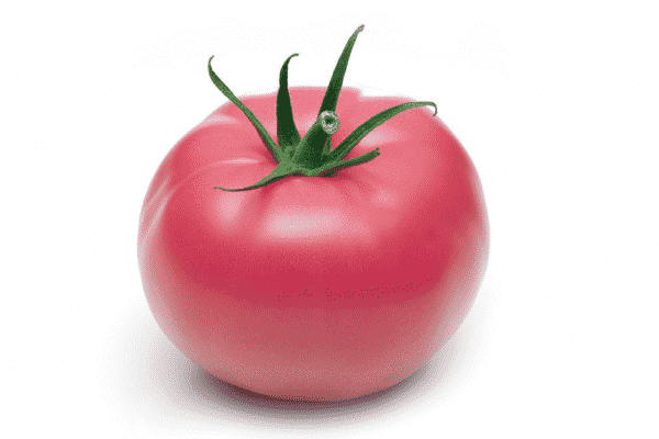 penampilan malaikat merah jambu tomato