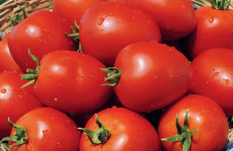 Penampilan tomato Namib