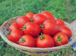 Apariencia del tomate Namib