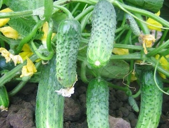 Pepino de Crispin en el jardín