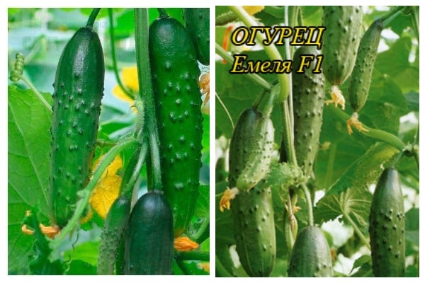 Emelya's cucumber in the garden