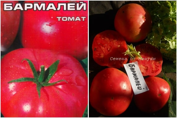 penampilan tomato Barmaley