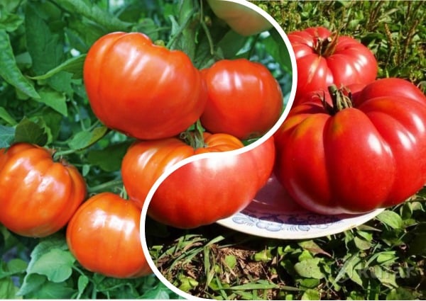 buissons de tomates Orlets