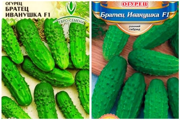 cucumber seeds Brother Ivanushka