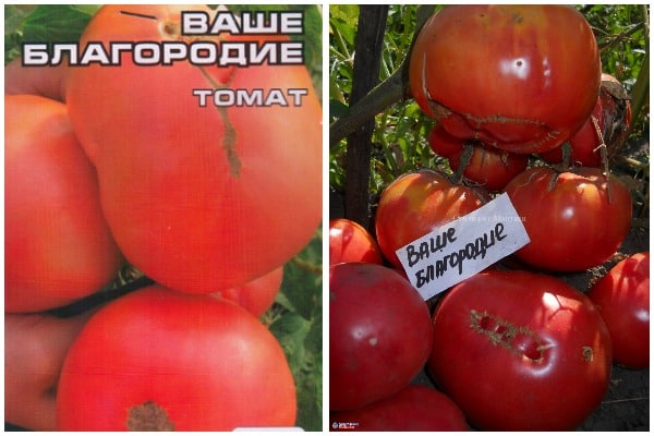 semillas de tomate su honor