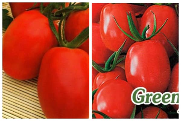 Graines de tomates Irene