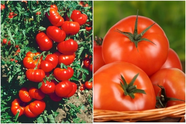 appearance of tomato Orlets