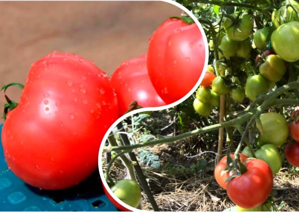 penampilan malaikat merah jambu tomato