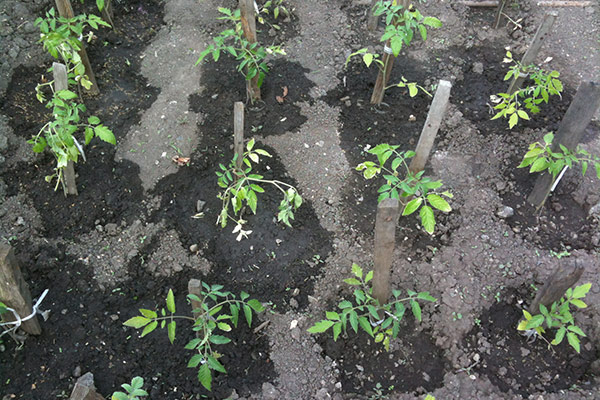 tomate en campo abierto