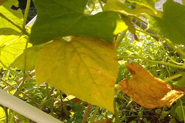 feuilles jaunes de concombres