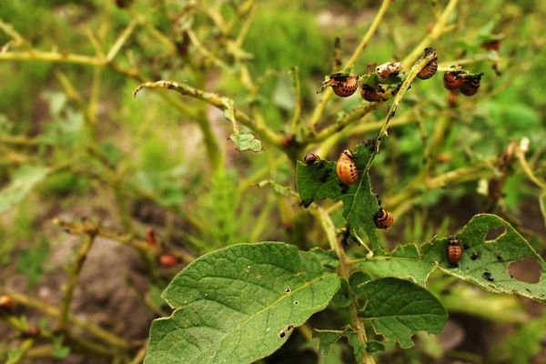 potato pests