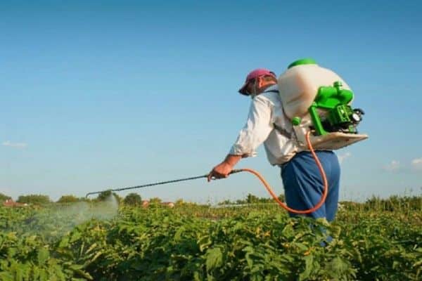 spraying potatoes