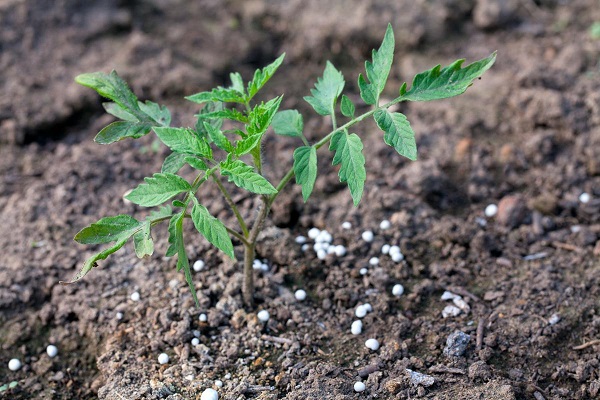 feed seedlings