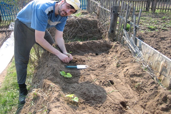 zahřátá země