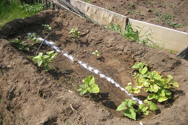 seedlings and transplants