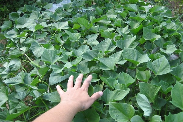 raíces de plantas