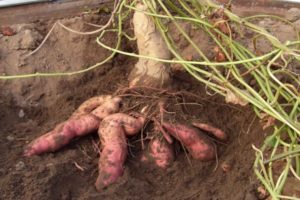 Description de la patate douce Batat, ses avantages et ses inconvénients, sa culture et ses soins