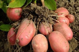 Description of the Bellarosa potato variety, its cultivation and care