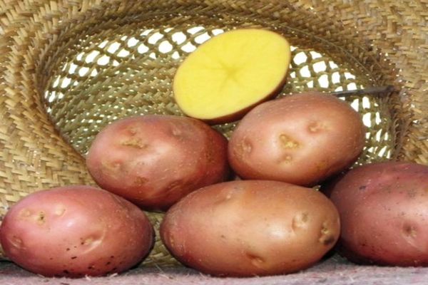 pommes de terre dans un panier