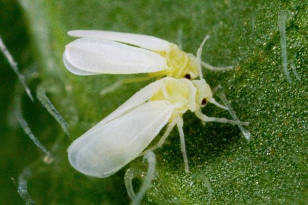 whitefly on a leaf