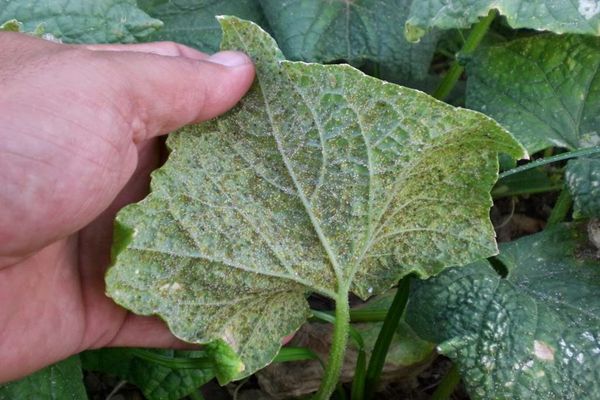 whitefly jalanjäljet