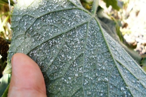 whitefly larvae