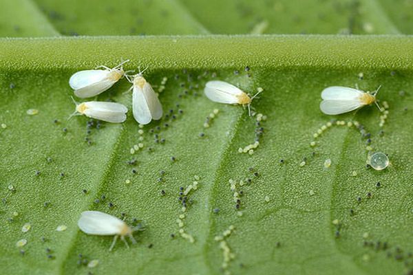 lucha contra la mosca blanca