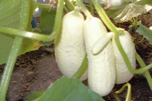 verduras de frutas blancas