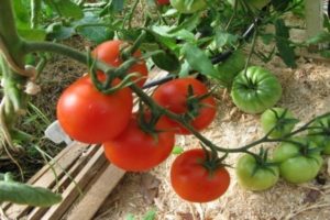 Description de la variété de tomate Biathlon F1, ses caractéristiques et sa culture