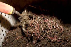 Que es biohumus: sus tipos y reglas de uso en el jardín.