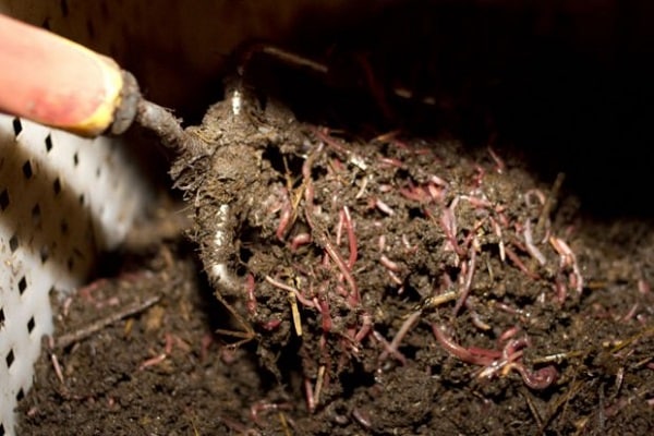 que es vermicompost