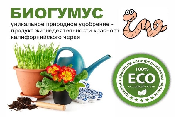 vermicompost seco