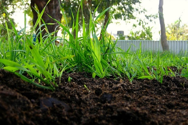 vermicompost is safer