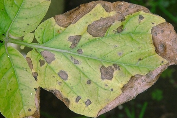 anthracnose de pomme de terre